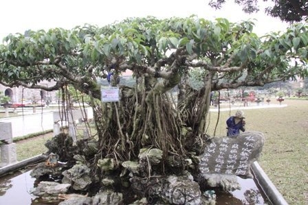 Bonsai, cay the, cây thế,  cay canh nghe thuat, cây cảnh nghệ thuật